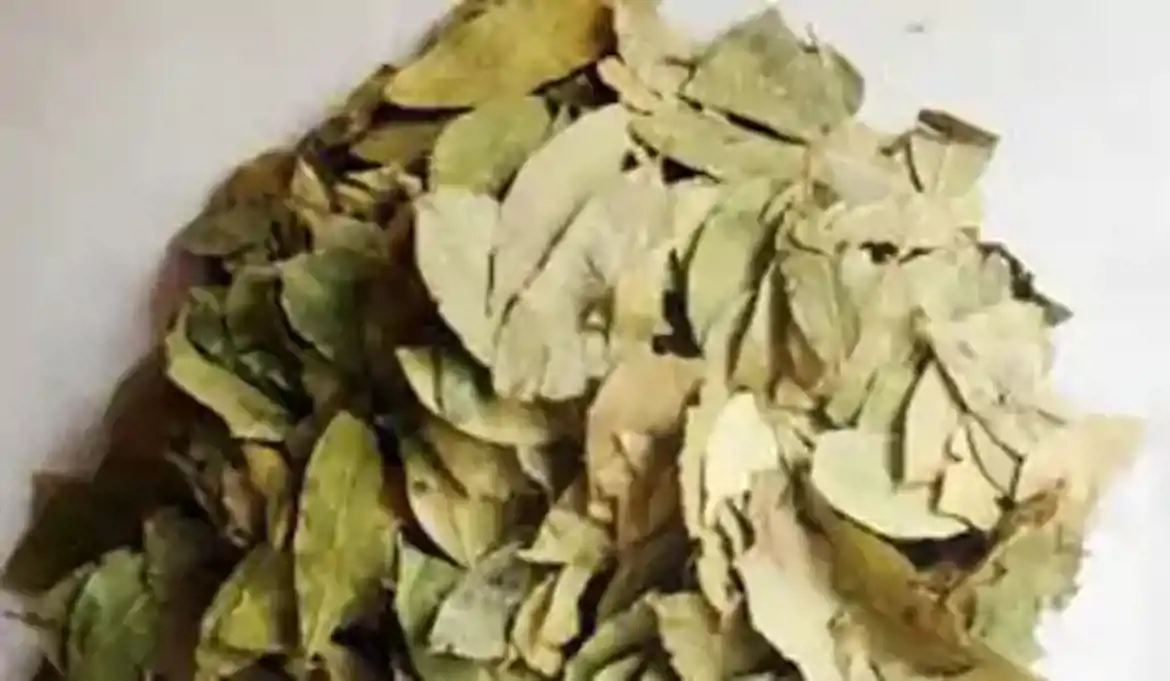 صورة ورق جوافة 