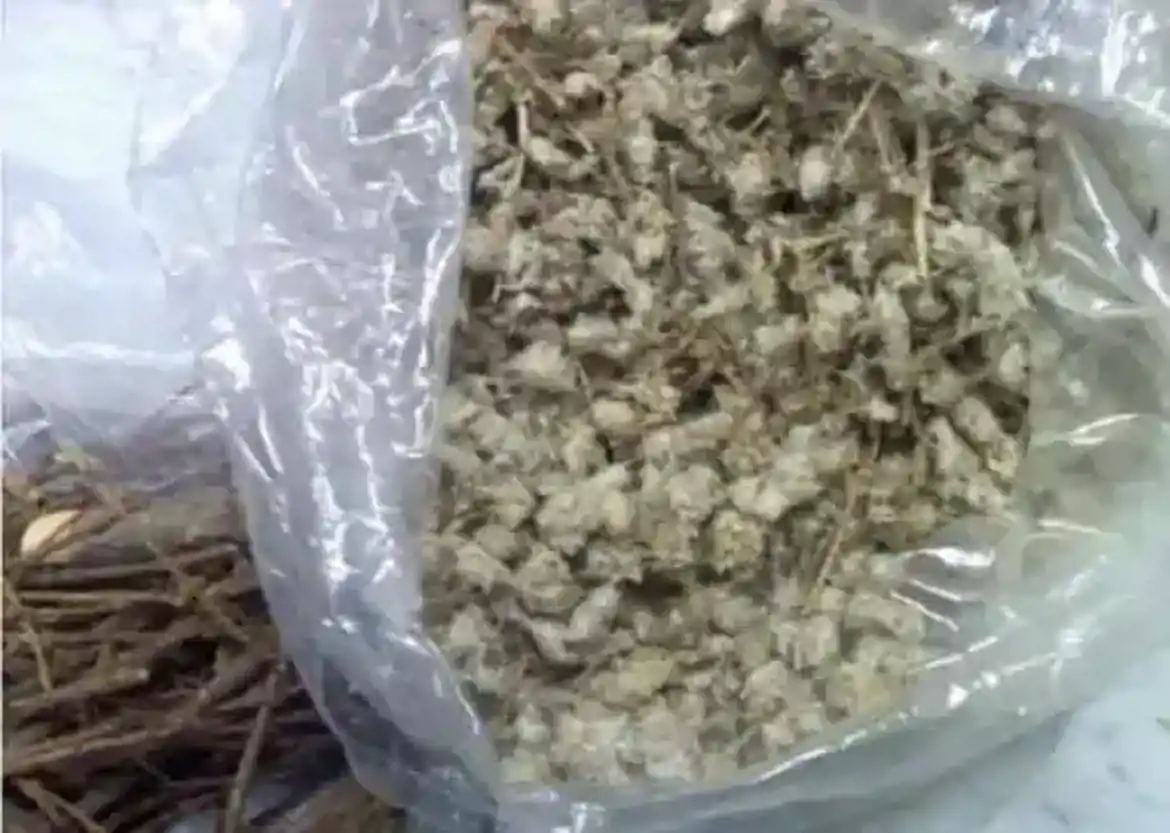 صورة رجل الاسد 